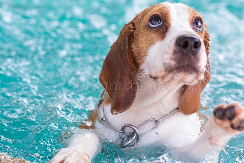 Little Beagle Dog Playing On The Swimming Pool Look Up Stock Image