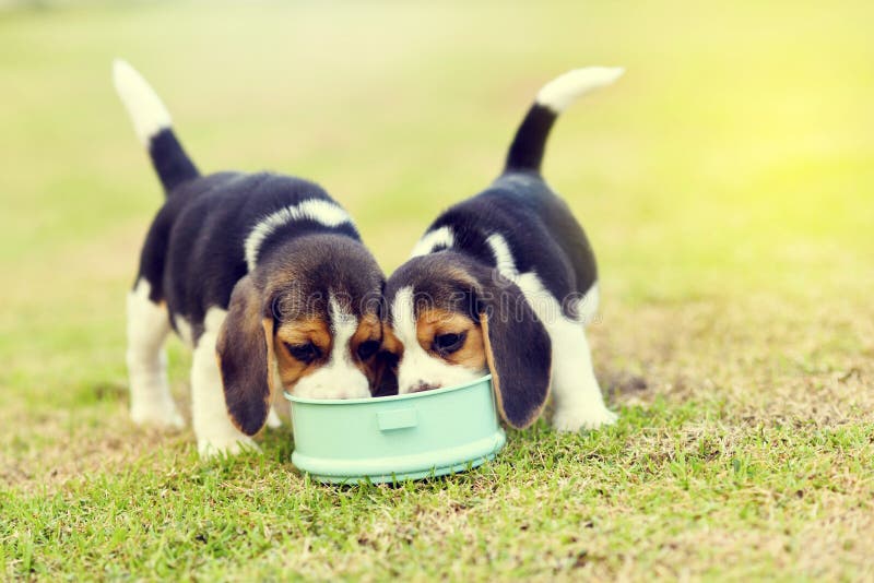 Hungry Beagles stock image. Image of garden, puppy, nutrition - 108901927