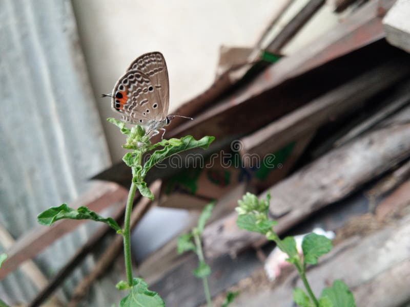 Little and Beautiful Butterfly on Grass Flower Stock Photo Image of