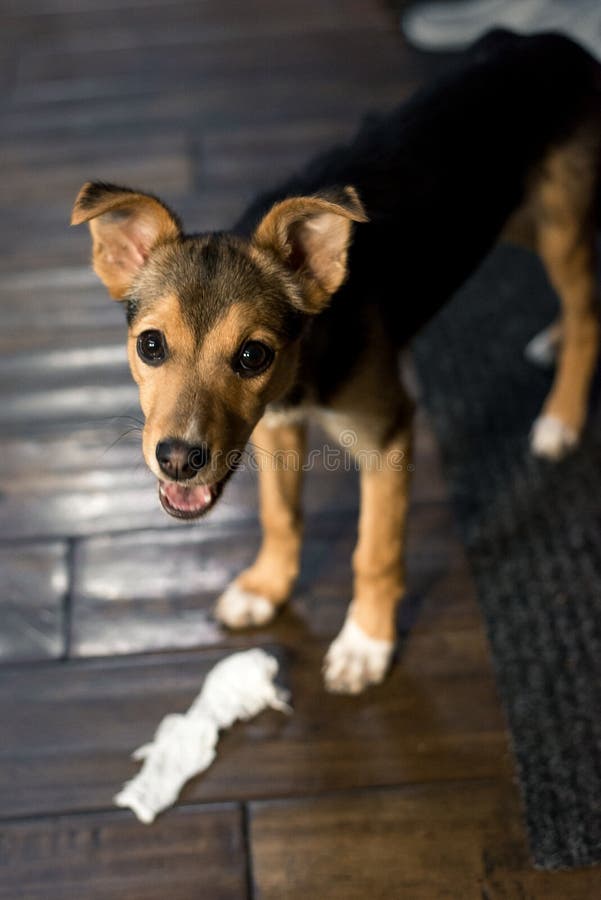 Little beautiful dog mongrel indoors royalty free stock photos Little beautiful dog mongrel indoors royalty free stock photos