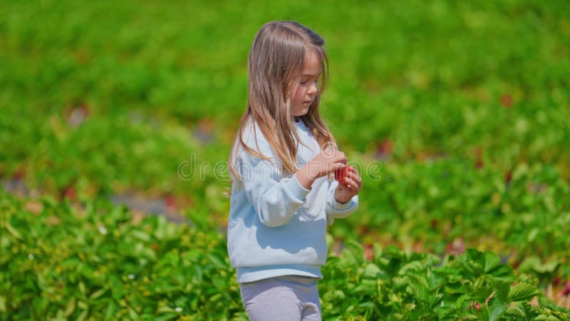 Little Beautiful Girl Picking Ripe Strawberries in a Strawberry Patch ...
