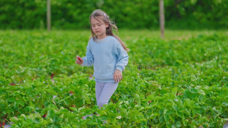 Little Beautiful Girl Picking Ripe Strawberries in a Strawberry Patch Little Beautiful Girl Picking Ripe Strawberries in a Strawberry Patch