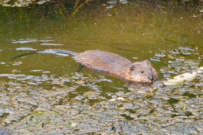 Beaver cub floats on water surface