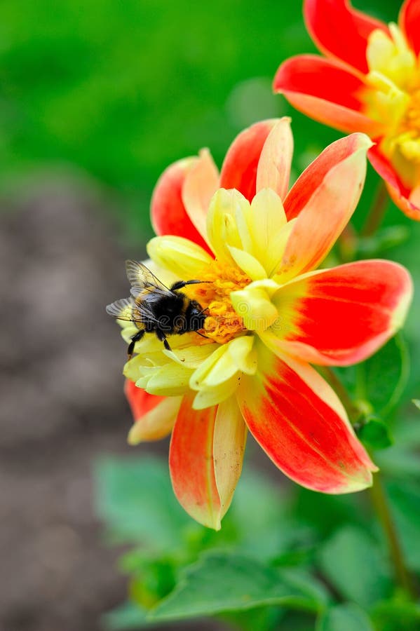 Little bee on beautiful red and yellow flower