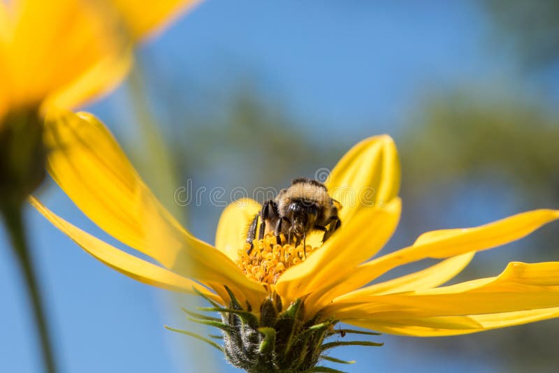 A little bee collects nectar from a flower Jerusalem artichoke in the summer against a blue sky royalty free stock photos A little bee collects nectar from a flower Jerusalem artichoke in the summer against a blue sky royalty free stock photos