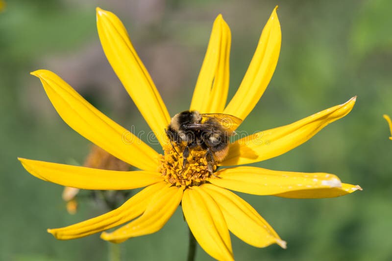 A little bee collects nectar from a flower Jerusalem artichoke in the summer against a blue sky royalty free stock images A little bee collects nectar from a flower Jerusalem artichoke in the summer against a blue sky royalty free stock images