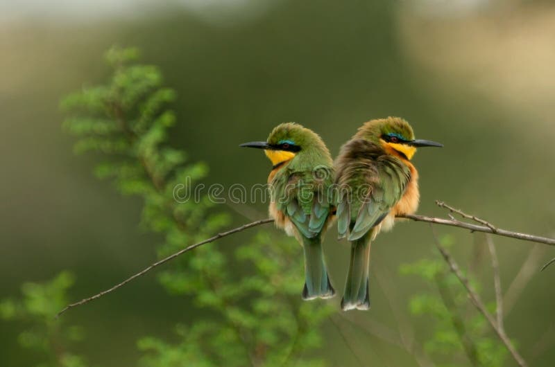 Little bee-eater