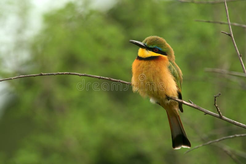 Little bee-eater