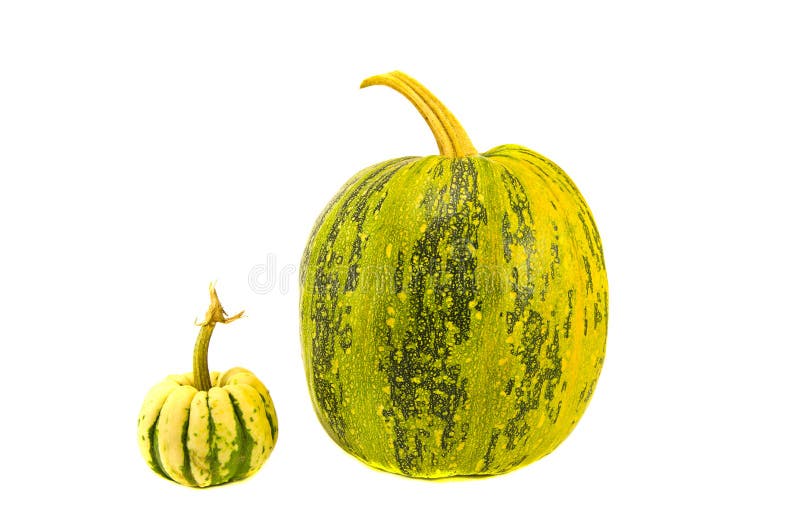 Little and big pumpkins isolated on white