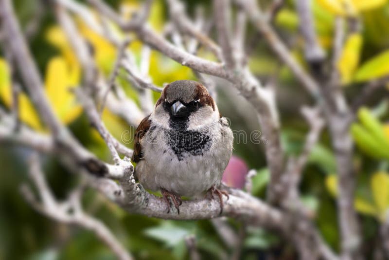 Hermoso vista de cerca de observación de aves expresión cómo eso es un sobre el un árbol rama sobre el claro soleado vibrando verde hojas en.