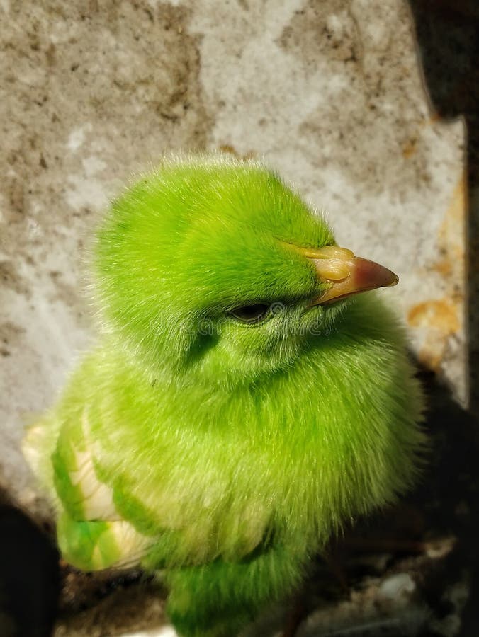 The Little Bird , Greenbird Stock Photo Image of green, greenbird