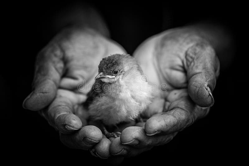 little bird on old hand