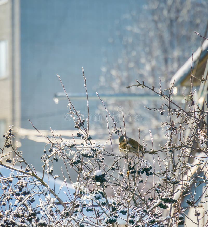 Hungry bird eating berries