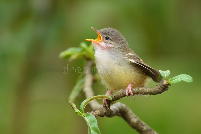 Singing bird