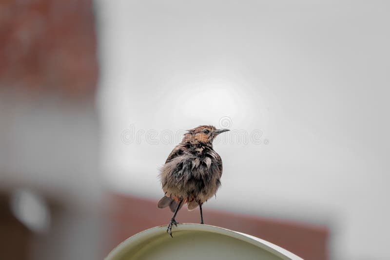 Little Bird Sitting on the Wall Stock Photo - Image of yellow