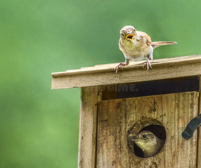 Dom wren Troglodytes aedon je šokovaný tým, náhly vznik iného wren sa vyrovnajú alebo mate? na birdhouse otvorenie.