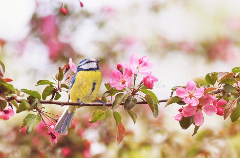 Little Bird Tit Sitting on an Apple Tree Branch with Bright Pin Stock ...