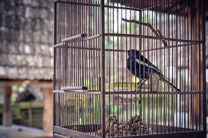 Little bird in wooden cage