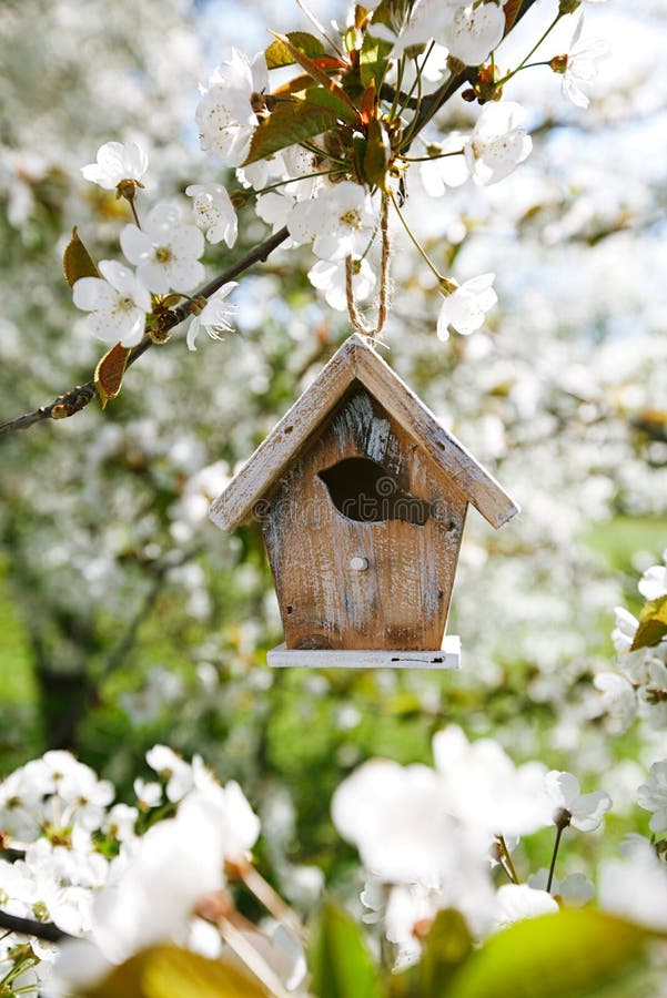 Little Birdhouse in Spring with blossom