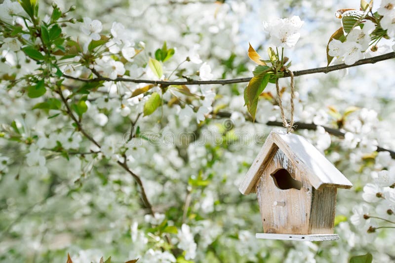 Little Birdhouse in Spring with blossom cherry flower sakura