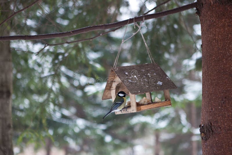 Birds in the bird feeder in the winter snow forest