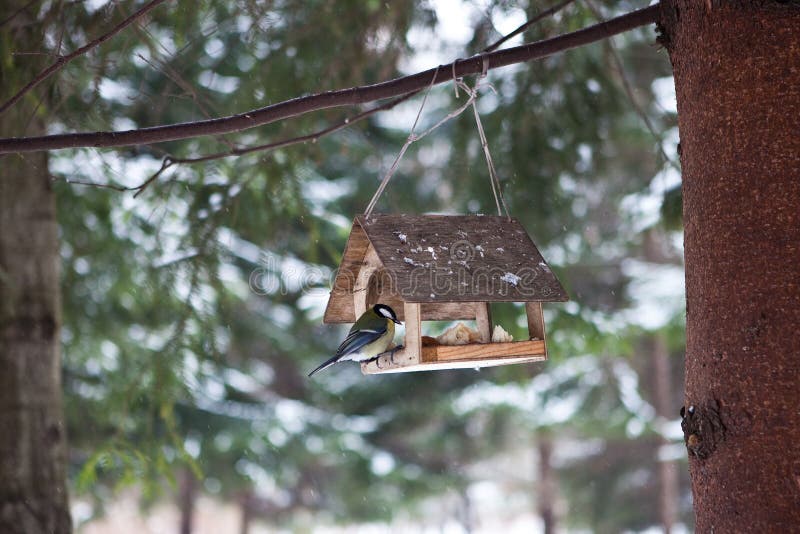 Birds in the bird feeder in the winter snow forest