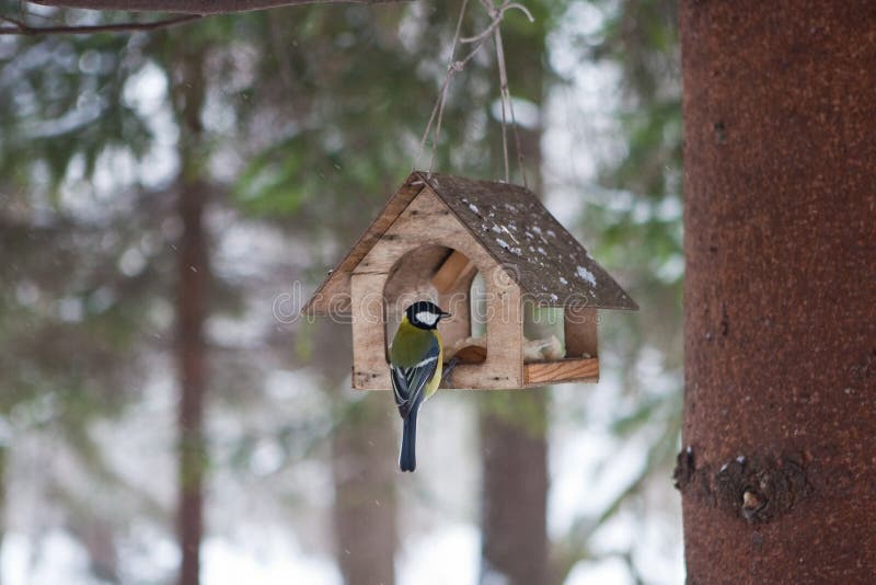 Birds in the bird feeder in the winter snow forest
