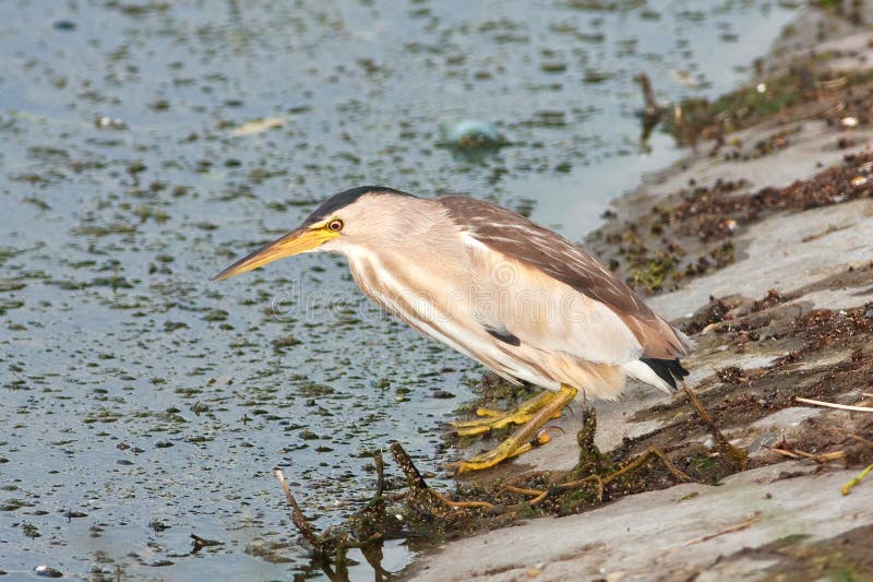 Little bittern, adult, female / Ixobrychus minutus