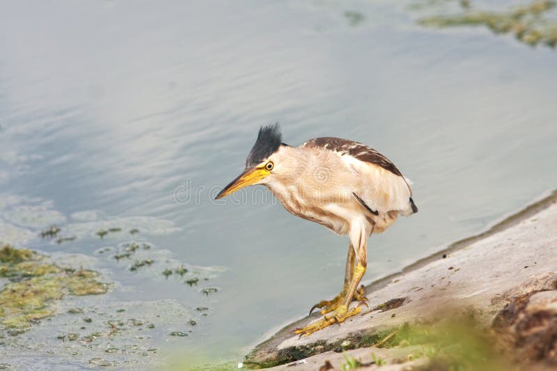 Little bittern, adult, female / Ixobrychus minutus