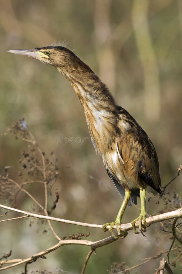 Little bittern / Ixobrychus minutus