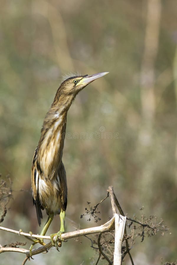 Little bittern / Ixobrychus minutus