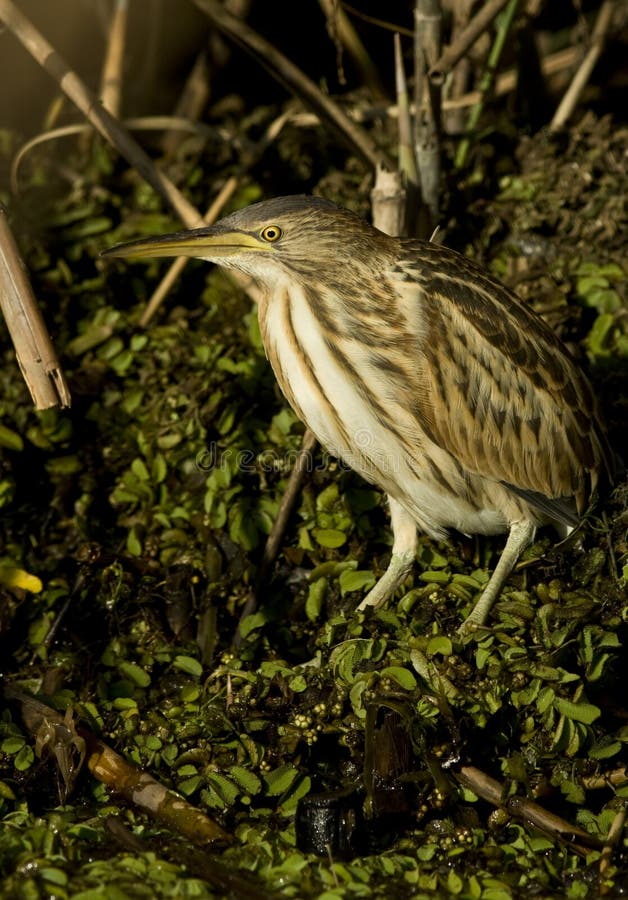 Little bittern / Ixobrychus minutus