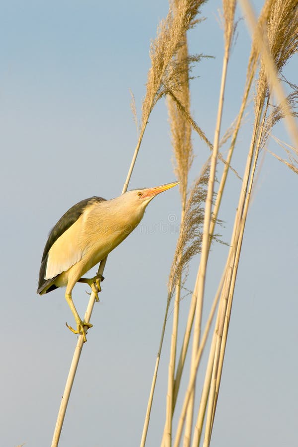 Little bittern, male / Ixobrychus