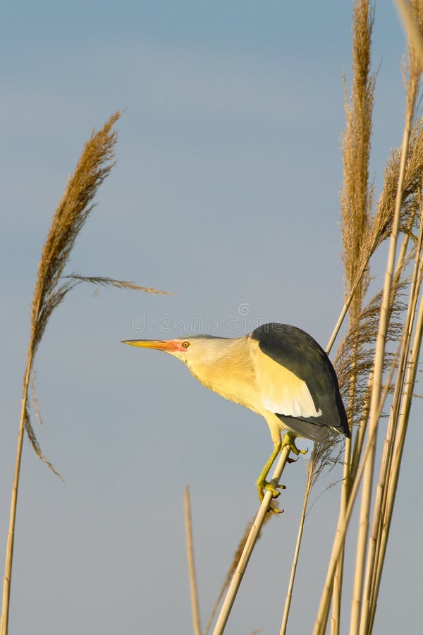 Little bittern, male / Ixobrychus