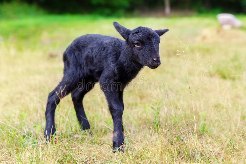 The Little Black Baby Goats in the Meadow. Stock Photo Image of