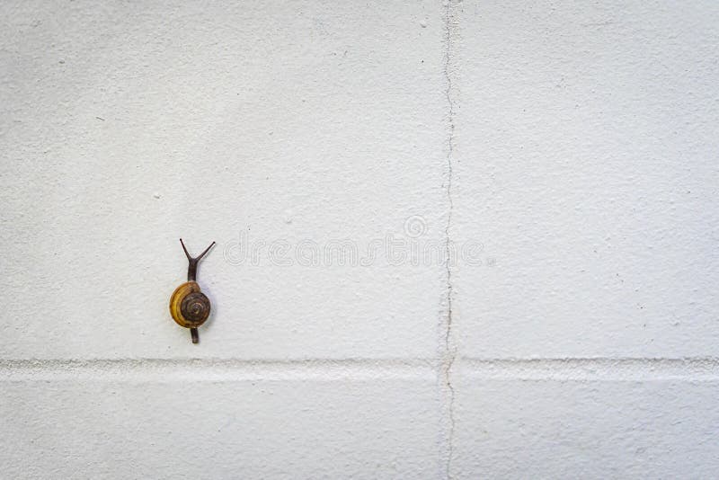 Little black and brown snail is climbing on a white wall stock photography Little black and brown snail is climbing on a white wall stock photography