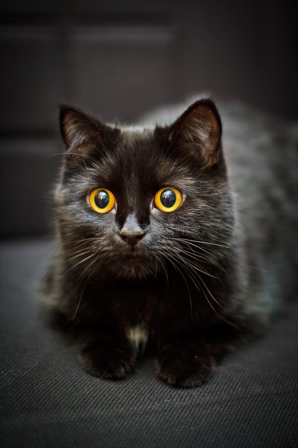 Black cat royalty free stock images