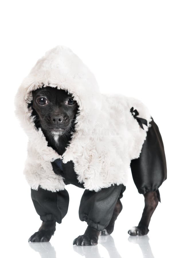 Little Black Dog in Clothes Stock Photo Image of domestic, canine