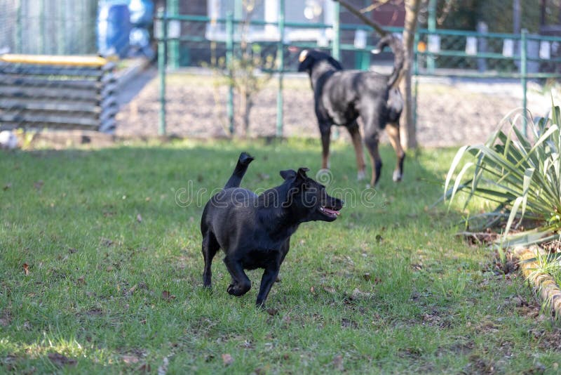 A little black dog run outdoors in green grass. The dog is a mixed of a Labrador retriever stock photos A little black dog run outdoors in green grass. The dog is a mixed of a Labrador retriever stock photos