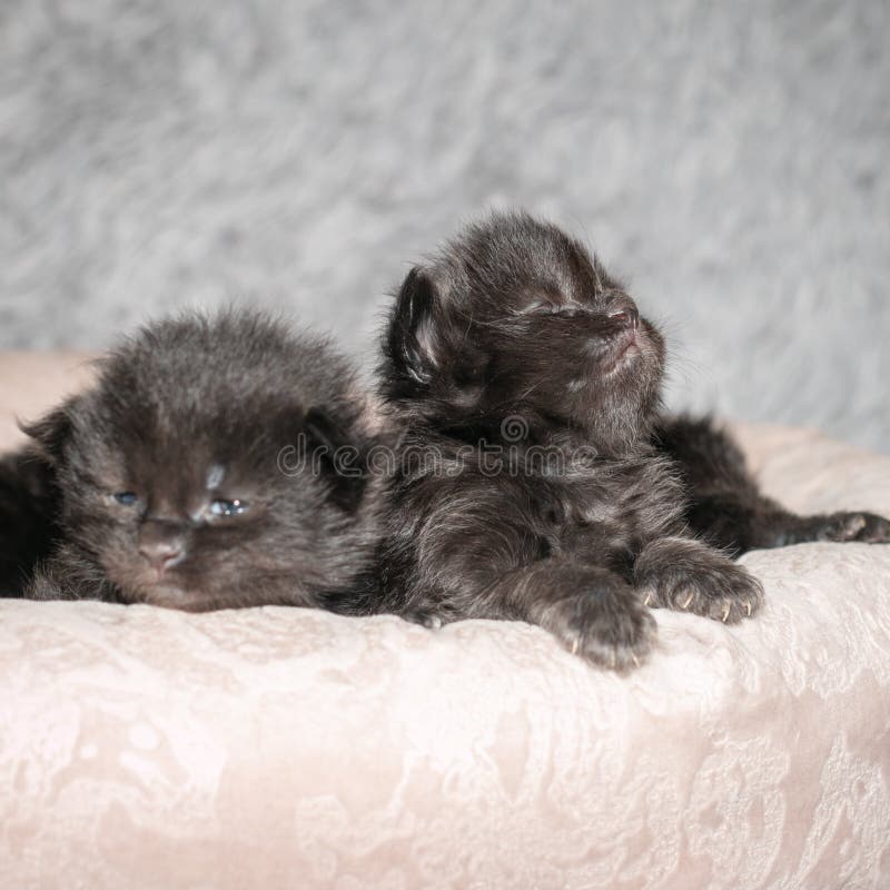 Little Black Maine Coon Kittens in a Cat Bed Stock Image Image of tassels, breed 249464569