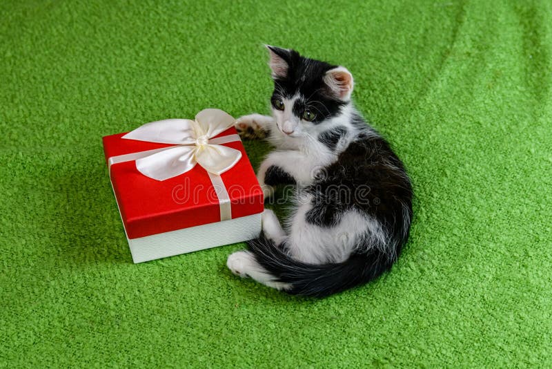 Little Black and White Kitten and Gift Box on a Bed Stock Image Image