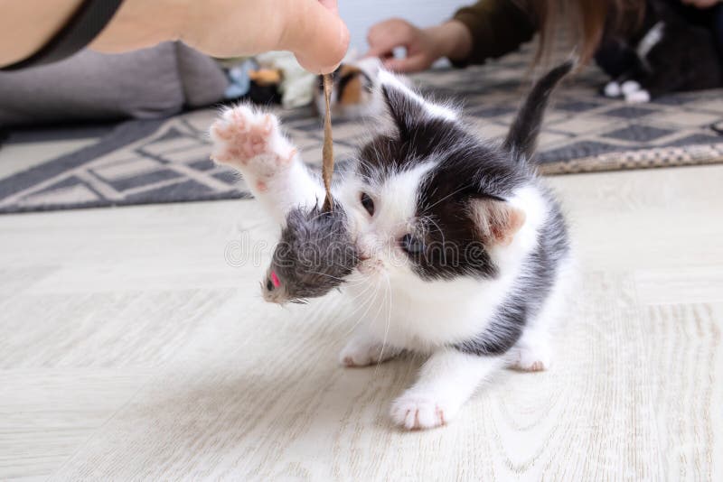 Little black and white kitten playing with mouse royalty free stock image