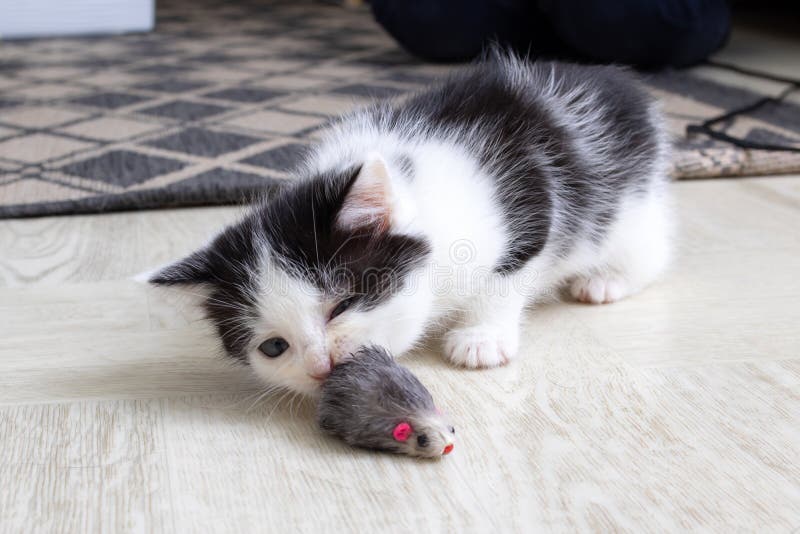 Little black and white kitten playing with mouse stock photo
