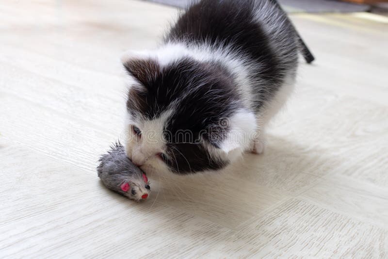 Little black and white kitten playing with mouse royalty free stock photos
