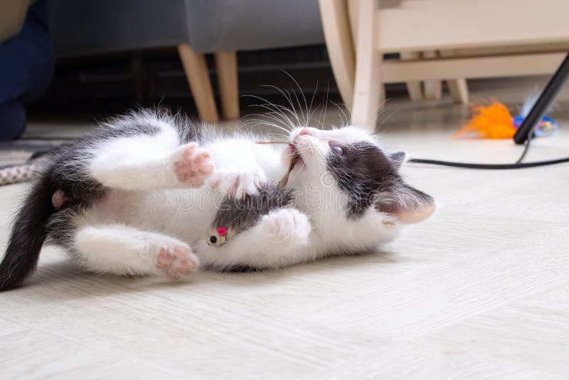 Little black and white kitten playing with mouse stock photo