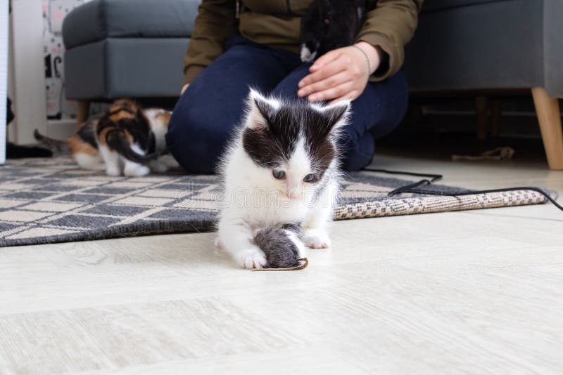 Little black and white kitten playing with mouse stock photography