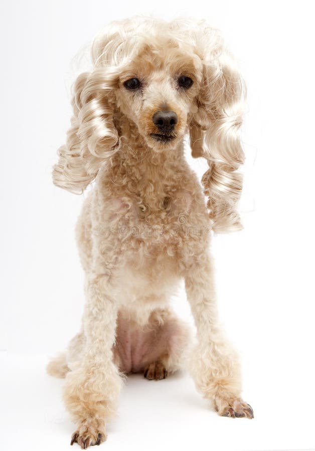 Miniature poodle stock image. Image of poodle, habitat - 35623707