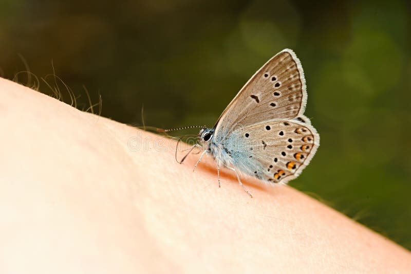 Little blue butterfly stock photo. Image of outdoors 98089876