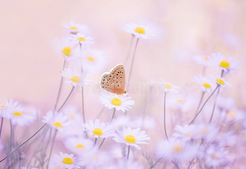 Little blue butterfly bluehead on daisy flowers in a meadow. Artistic tender photo.