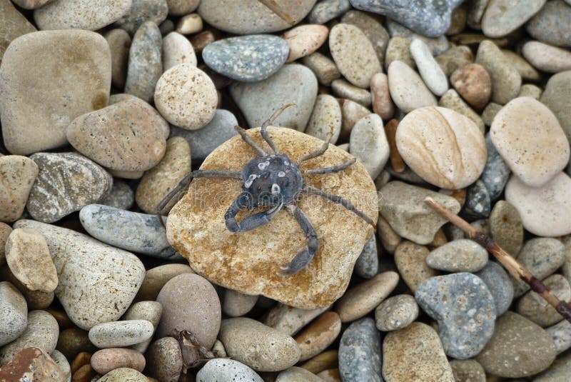 Little blue crab sits on a stone on a background sea pebbles royalty free stock image Little blue crab sits on a stone on a background sea pebbles royalty free stock image